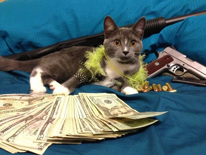 Madame Gangsta Kitty - Gangsta, cat, Money