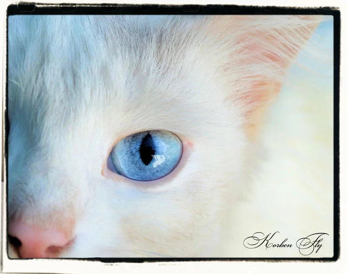 White and fluffy Sauron - My, cat, Sky, Milota, Eyes, Eye of Sauron