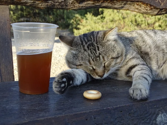 The cat was tempted to dry. - My, cat, Fat cats, Puss in Boots, Drying, Kvass, Relaxation, Cape Kapchik, New World, , Crimea, Humor, 2019, The photo, Video, Longpost