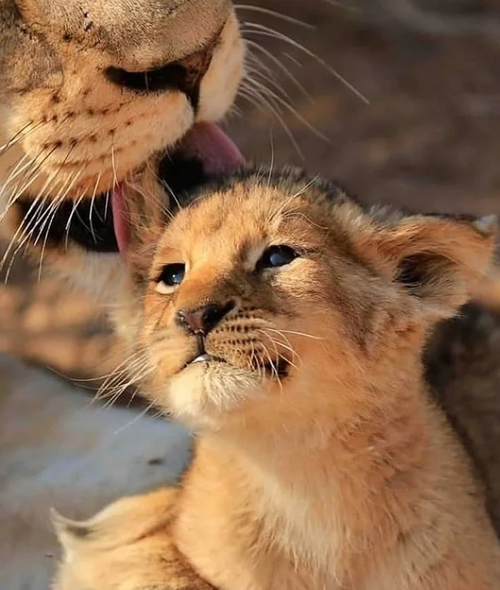The proud beast is growing) - a lion, Lion cubs, Big cats, Wild animals, Predatory animals, Milota