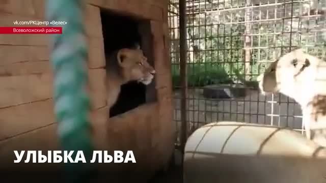 In Veles they showed how the morning of the lion pride begins - a lion, Lioness, Big cats, Cat family, Animal Rescue, Wild animals, Predatory animals, Pride, , Interesting, Rehabilitation centers, Video