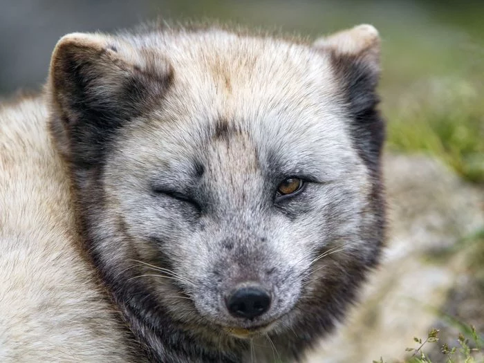 Arctic foxes - Canines, Arctic fox, Predatory animals, Zoo, Longpost, The photo