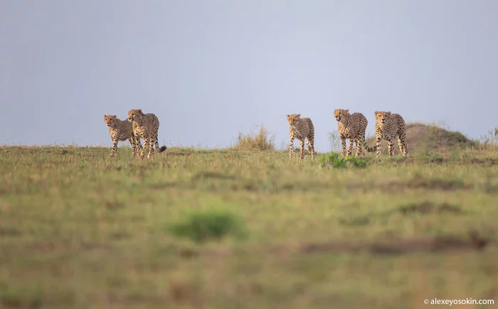Coalition or family. - Cheetah, Small cats, Cat family, Predatory animals, Wild animals, wildlife, Africa, Masai Mara, , Kenya, Alexey Osokin, Longpost