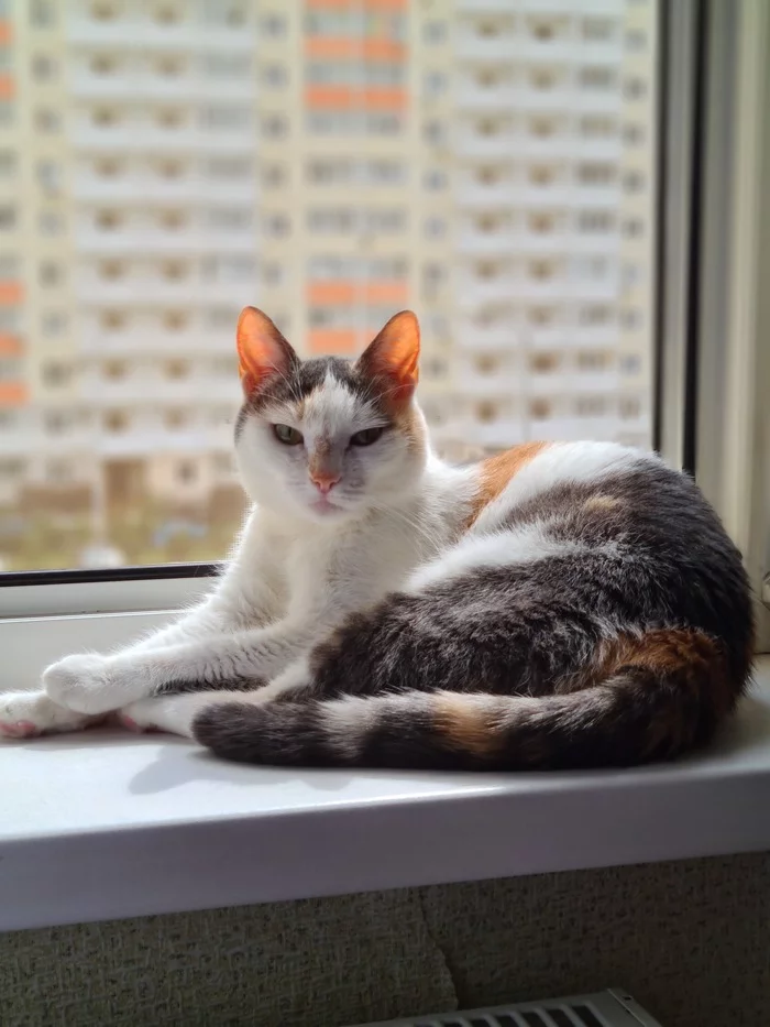 sun ears - My, cat, Pets, Tricolor cat, Sunny bunny, The photo