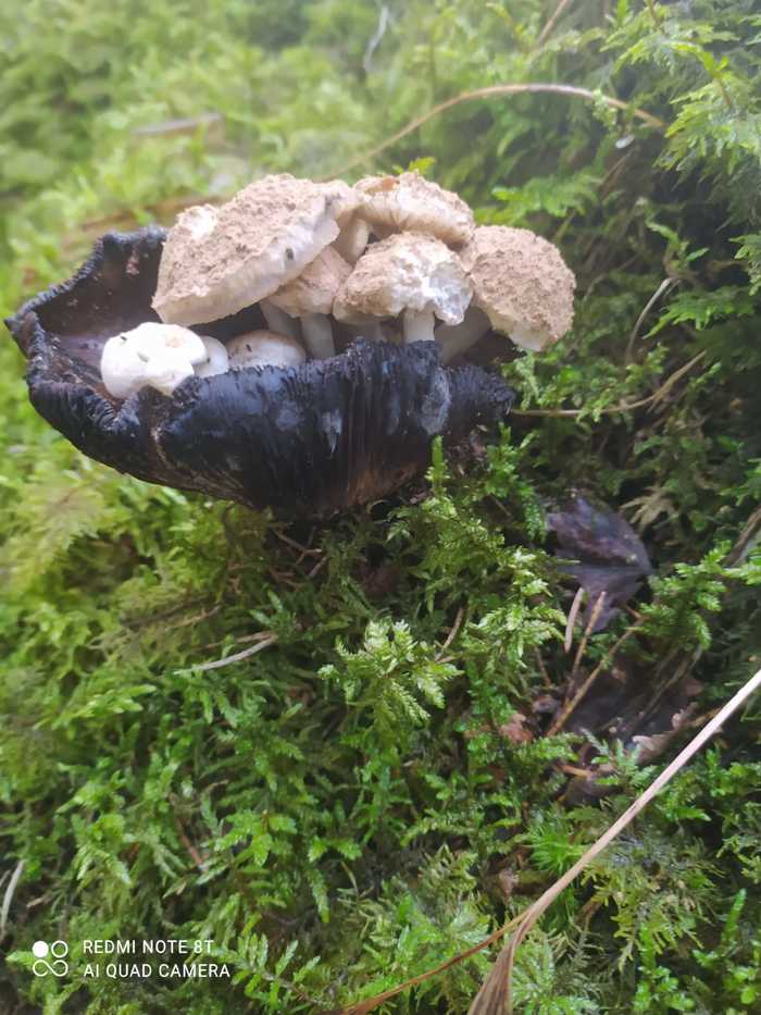 grandma's grandchildren - My, Mushrooms, Forest