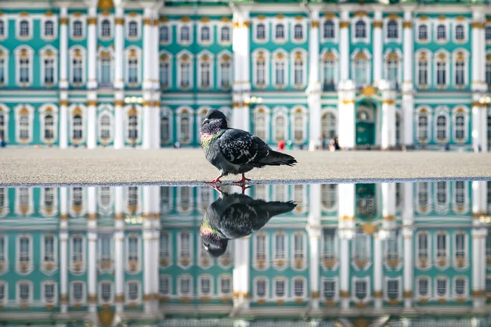 Помпезность - Моё, Санкт-Петербург, Голубь, Отражение, Фотография, Эрмитаж, Птицы, Вода