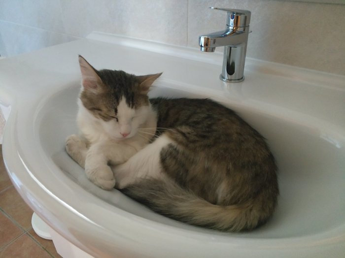 This is a good place. - My, cat, Sink, Pets, The photo