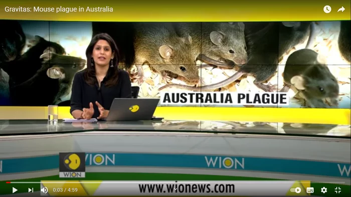Is it just me or is there some connection? - Australia, news, cat, Mouse, Negative, Animals, Plague