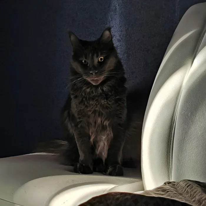 Reply to Looks like it's time to call an exorcist - My, cat, Maine Coon, Reply to post