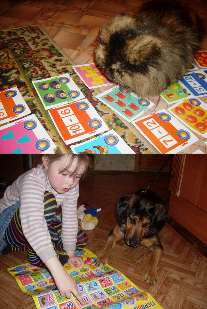 To school soon - My, cat, Dog, The photo, Studies, Alphabet, Mathematics