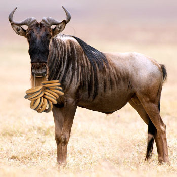 wildebeest bagels - Photoshop, Bagels, Wildebeest