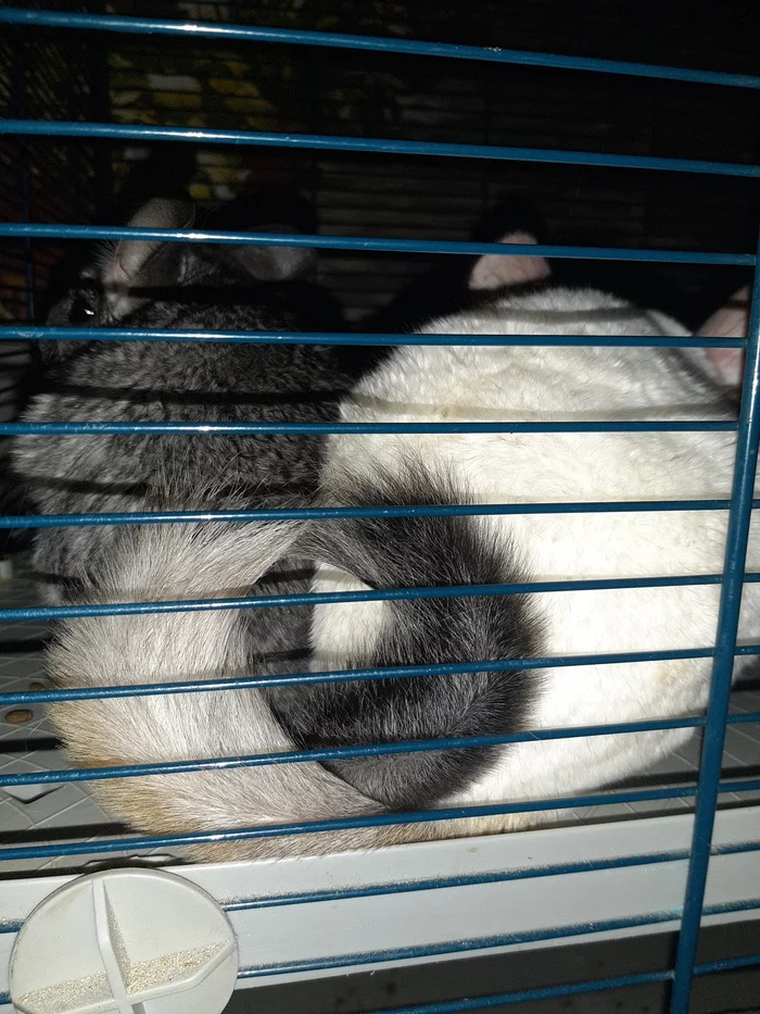 Fluffy ponytails in your feed))) - My, Chinchilla, Milota