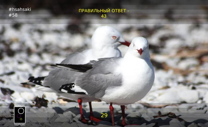 Meme about students hsahsaki 58.3: Not only the help of classmates is important, but also good hearing - My, University, University, Institute, Students, Error, Answer, Animals, Seagulls, , Memes, Humor, Picture with text, Pair, Seminar