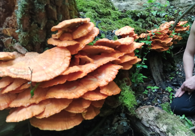 Polypore sulfur yellow (HOA) in Korean with a photo - My, HOA, Tinder, Longpost, Video recipe, Korean food, Video