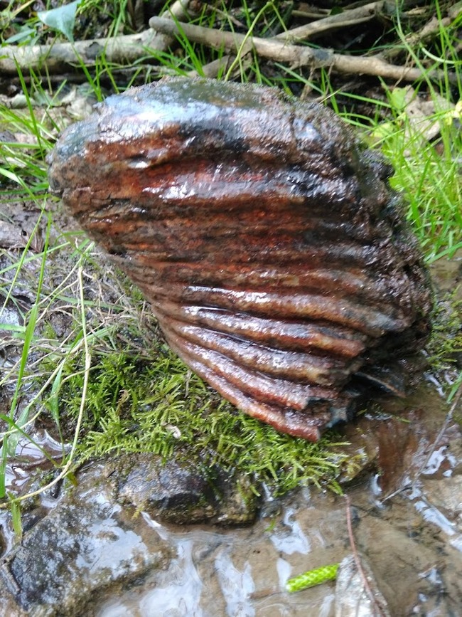 What could it be? - My, Find, Looking for information, Longpost, Teeth, Mammoth