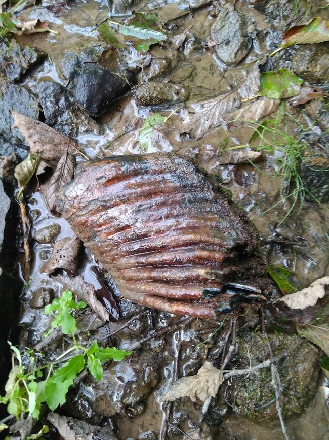 What could it be? - My, Find, Looking for information, Longpost, Teeth, Mammoth