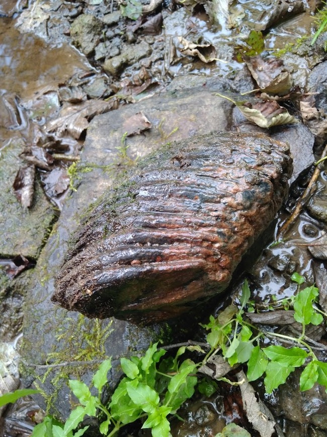 What could it be? - My, Find, Looking for information, Longpost, Teeth, Mammoth