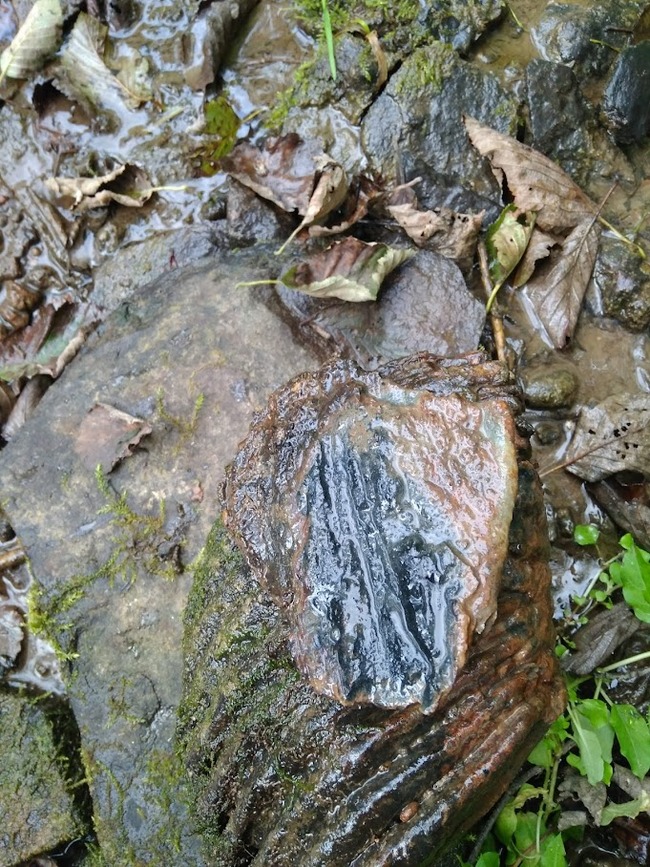 What could it be? - My, Find, Looking for information, Longpost, Teeth, Mammoth