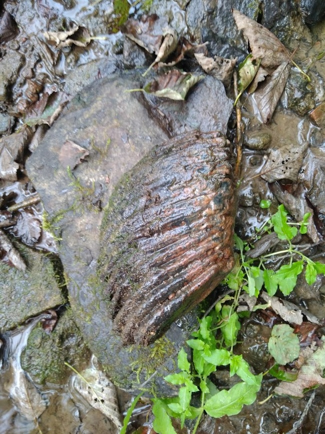 What could it be? - My, Find, Looking for information, Longpost, Teeth, Mammoth