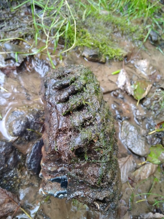 What could it be? - My, Find, Looking for information, Longpost, Teeth, Mammoth