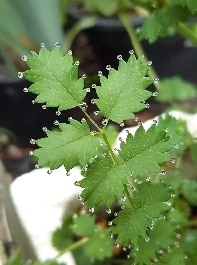 The perfect fringe of dew - Reddit, The photo, Dew, Plants