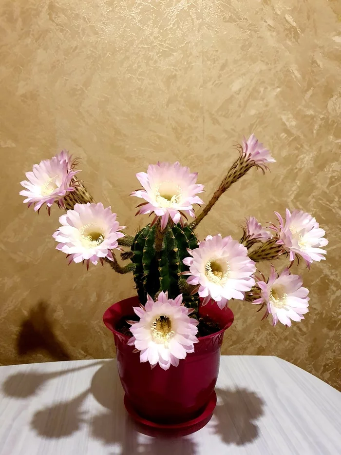 The cactus blossomed - My, Cactus, Blooming cacti, Republic of Belarus, Longpost