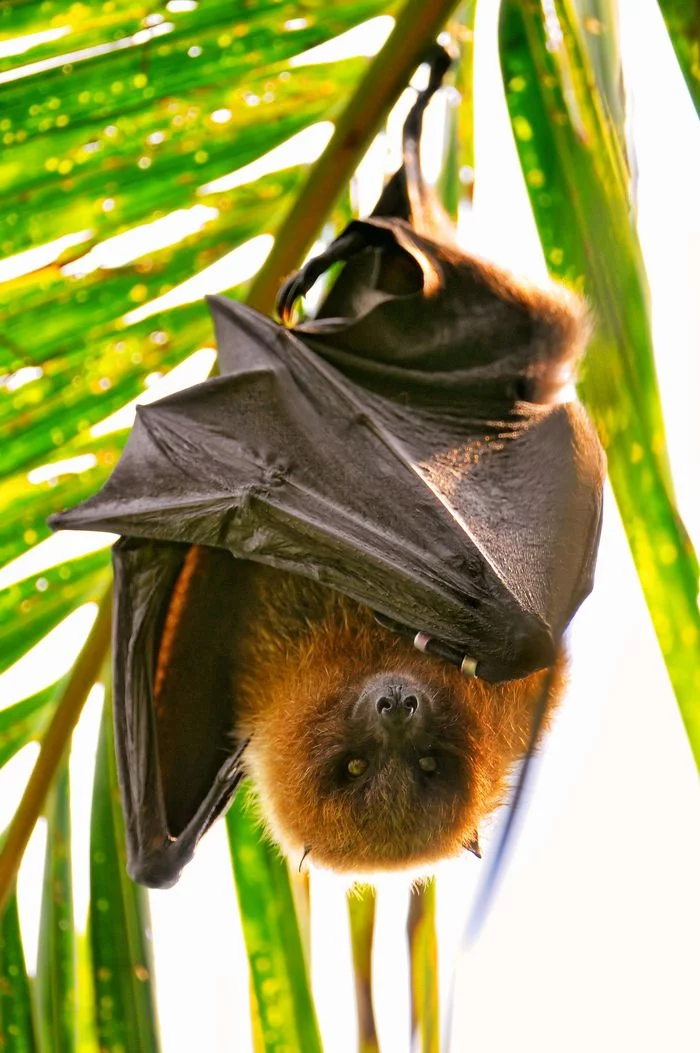 Bats - Bats, Bat, Wild animals, Zoo, The photo, Longpost