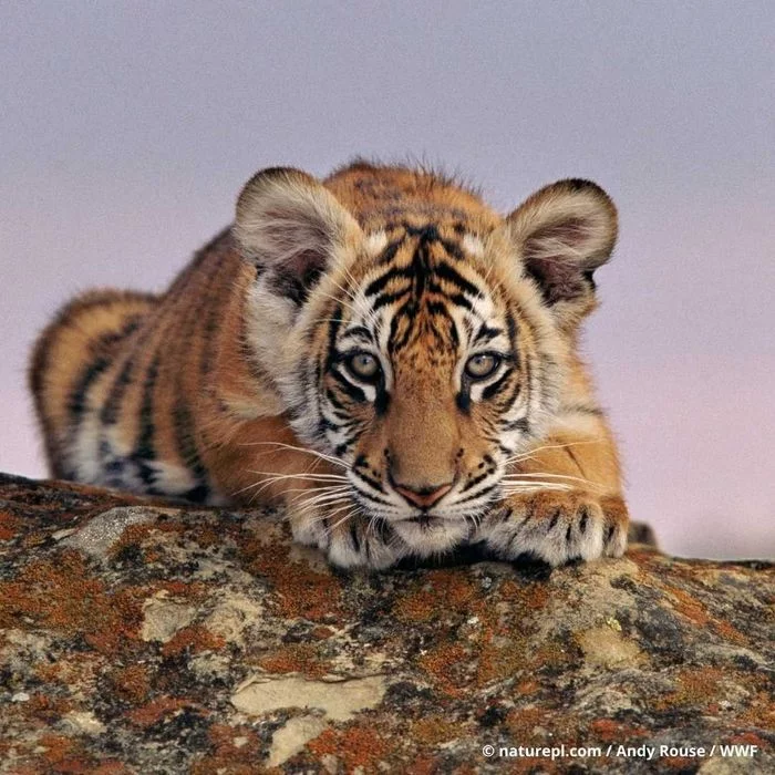Real Bengal kitten - Tiger, Bengal tiger, Tiger cubs, Milota, Big cats, Cat family, Wild animals, Redheads, , Predatory animals, WWF, Pakistan