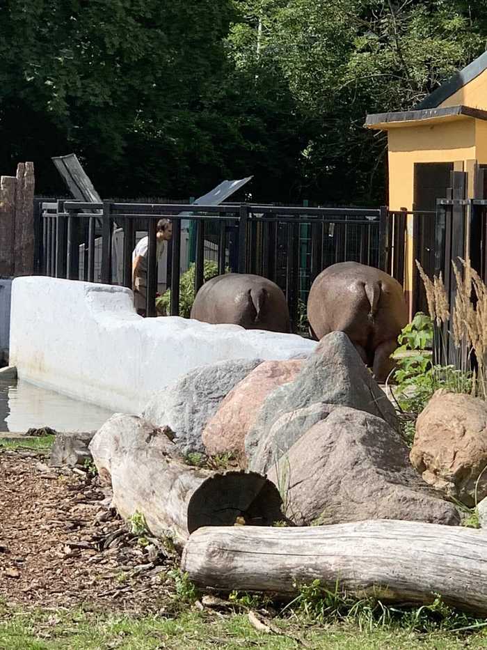 Hippos in ambush - My, hippopotamus, Zoo, Danger, Humor, Longpost