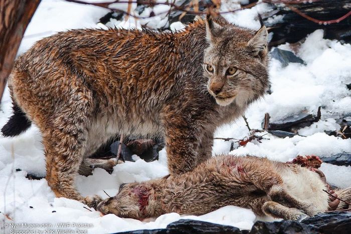 Severe mountain lynxes - Lynx, Small cats, Cat family, Predatory animals, Wild animals, The mountains, Hunting, Mining, , WWF, Pakistan, Himalayas, Longpost
