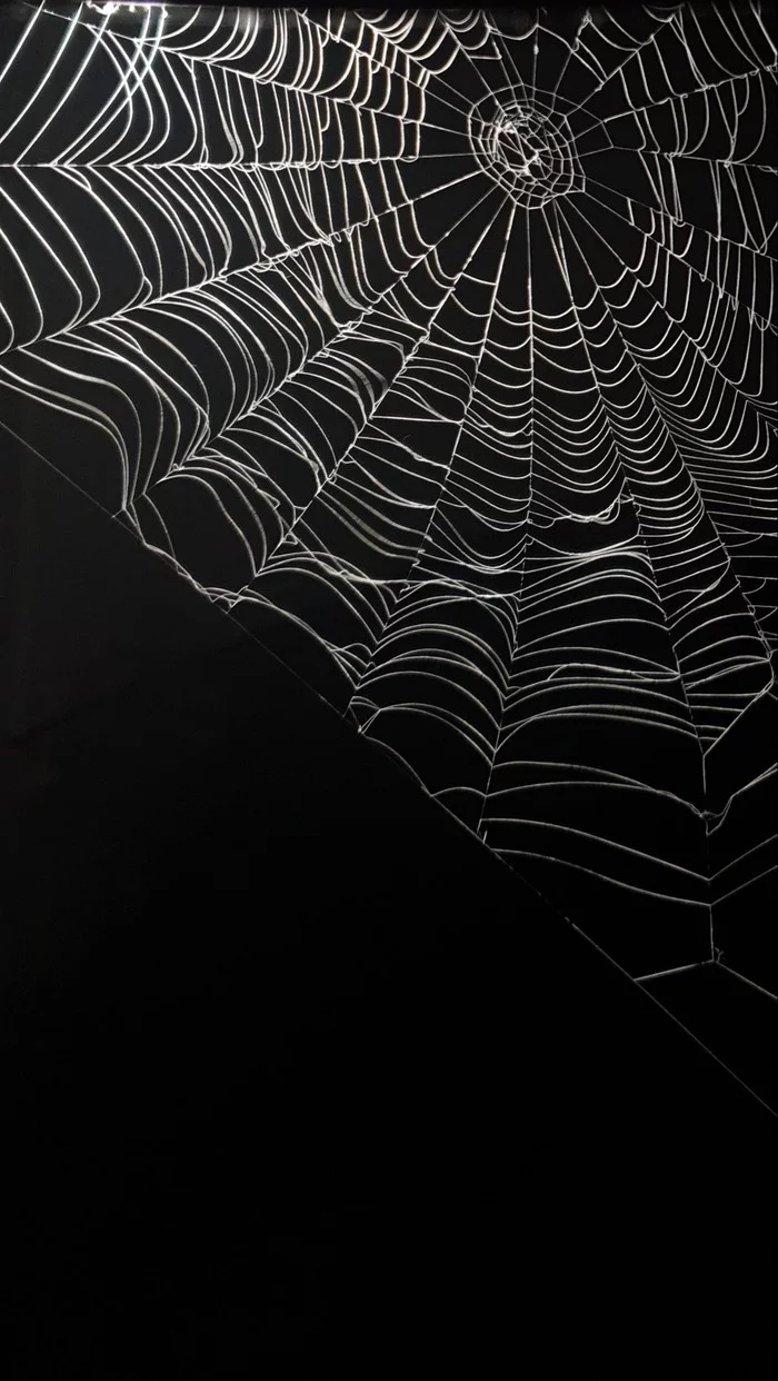 Spider web on phone wallpaper - My, Phone wallpaper, Mobile photography, Web, Web of Life, Street photography, Longpost