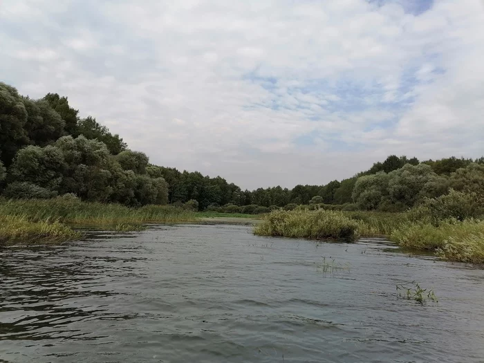 Цапли. Можайское водохранилище - Моё, Серая цапля, Белая цапля, Природа, Фотография, Длиннопост