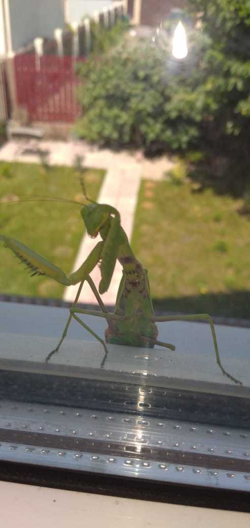 Good evening! - My, Mantis, Uninvited guests, Insects, Outside the window