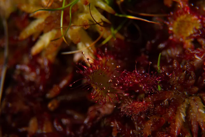 Sample of macro rings for the camera - My, The photo, Macro photography, Macro rings, Nature, Plants, Spider, Sundew, Longpost