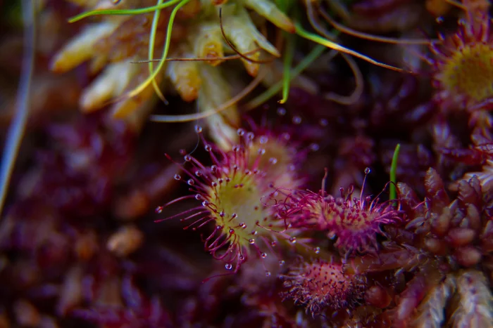 Sample of macro rings for the camera - My, The photo, Macro photography, Macro rings, Nature, Plants, Spider, Sundew, Longpost