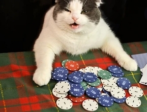 5ro - My, Five, Casino, cat