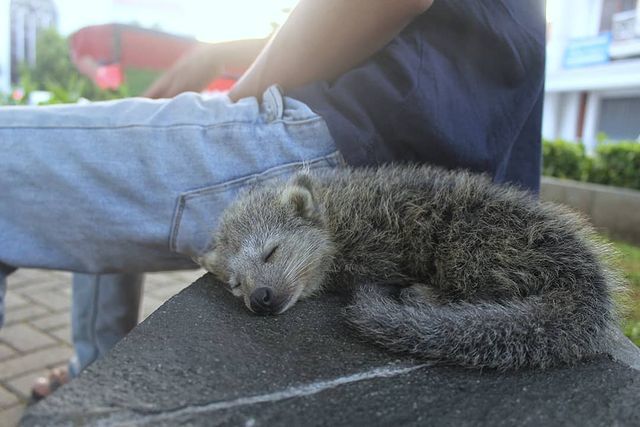 Continuation of the post Charming binturongs - Binturong, Wyvernaceae, Predatory animals, Wild animals, Interesting, Southeast Asia, Milota, Rare view, , Young, Video, Reply to post, Longpost