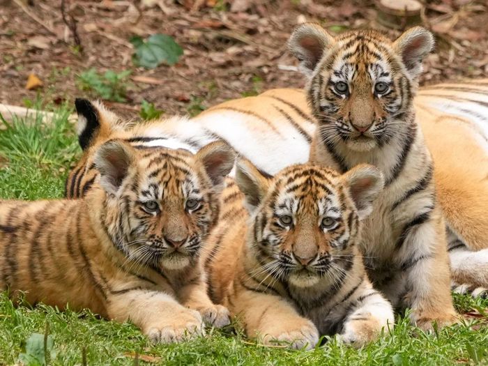 Big friendly family - Tiger, Amur tiger, Tiger cubs, Big cats, Cat family, Predatory animals, Milota, Redheads, , Zoo, Japan, Honshu