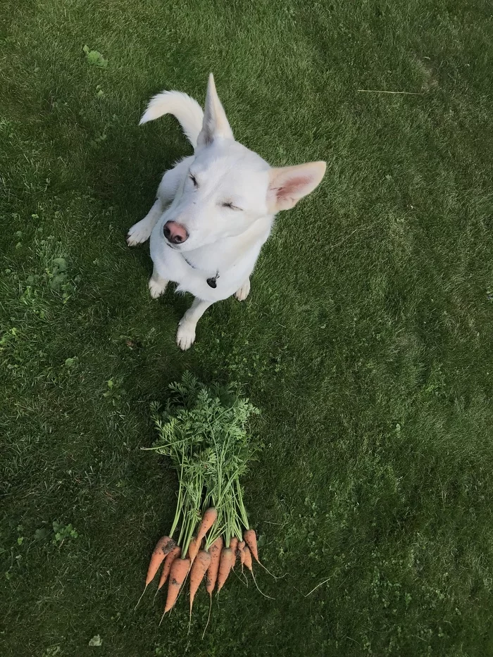 Catch of carrots - My, Carrot, Vegetables, Garden, Dog, Cur, Dog days, Pets
