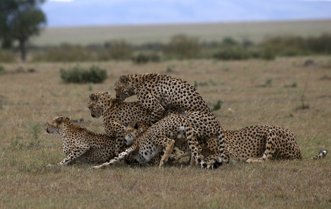 Cheetahs in a group mating frenzy - Cheetah, Small cats, Cat family, Predatory animals, wildlife, Wild animals, Africa, Masai Mara, , Kenya, Longpost, Pairing, Reserves and sanctuaries
