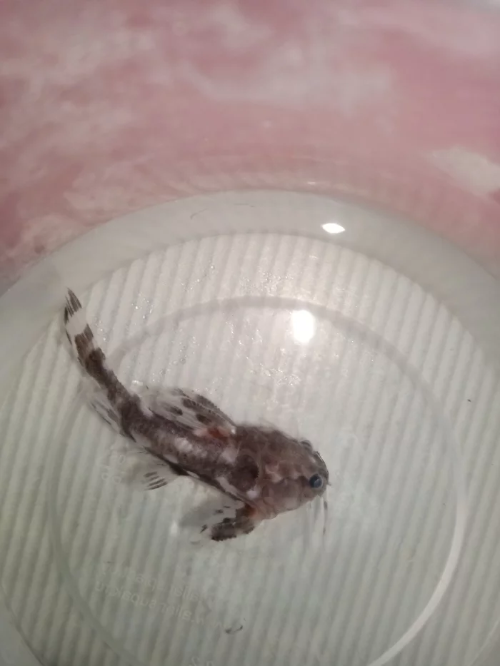 Fish identification - My, A fish, Help, Longpost