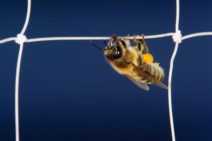 Bee - My, Hymenoptera, Bees, Question, Macro photography, Insects