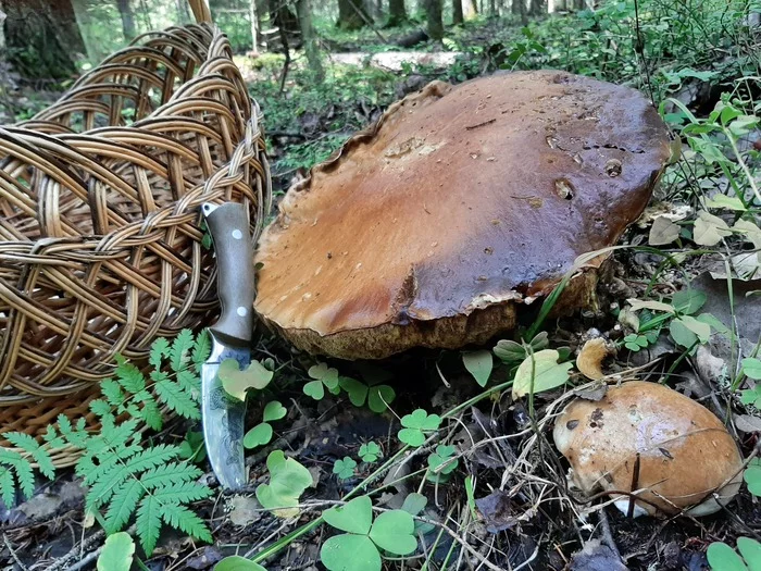 The beauty of the forest! - My, Forest, Mushrooms, Карелия, The photo, Longpost