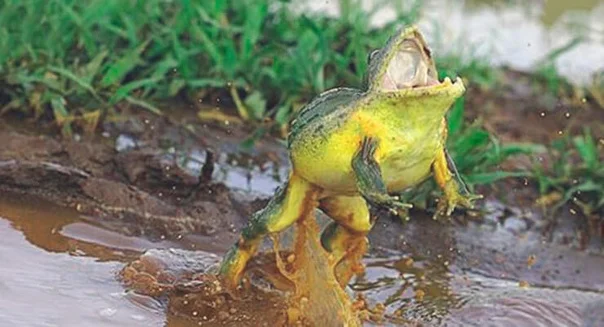 Water Carrier: A frog that carries half a liter of water. A vicious gladiator, but a caring father - Frogs, Amphibians, Yandex Zen, Animal book, Longpost