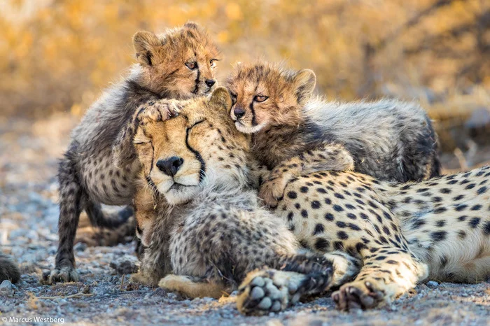 Mom, come play with us - Cheetah, Young, Small cats, Cat family, Wild animals, Predatory animals, Africa, Namibia, , The photo, Milota