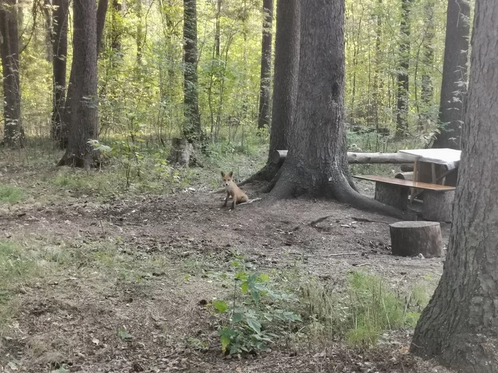 Unexpected meeting - My, Fox, Izhevsk, The park, Walk, Photo on sneaker, Longpost