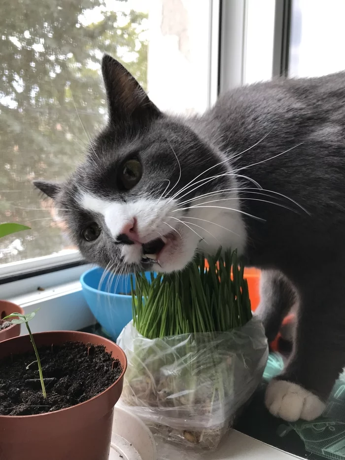 Mom brought weed - My, cat, Grass, Food