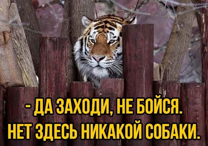 на какую высоту способен совершить прыжок африканский леопард. Смотреть фото на какую высоту способен совершить прыжок африканский леопард. Смотреть картинку на какую высоту способен совершить прыжок африканский леопард. Картинка про на какую высоту способен совершить прыжок африканский леопард. Фото на какую высоту способен совершить прыжок африканский леопард