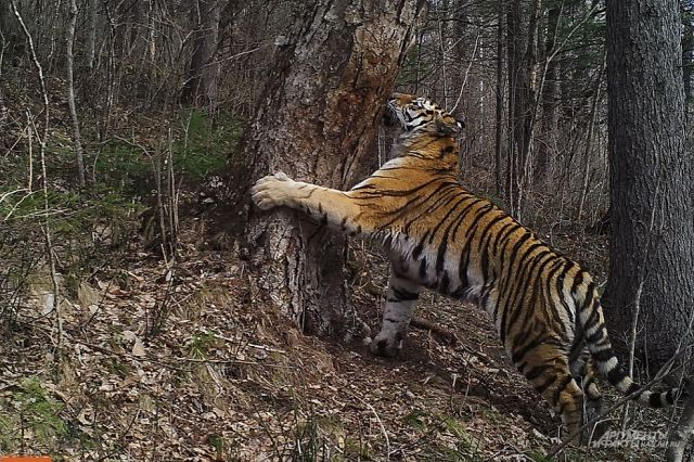 A suspended sentence and large fines were imposed on two Khabarovsk residents for trying to sell a butchered tiger - Tiger, Amur tiger, Khabarovsk region, Poachers, Court, Sentence, Suspended sentence, Fine, , Big cats, Cat family, Wild animals, Killing an animal, Red Book, Rare view, Predatory animals, Animals
