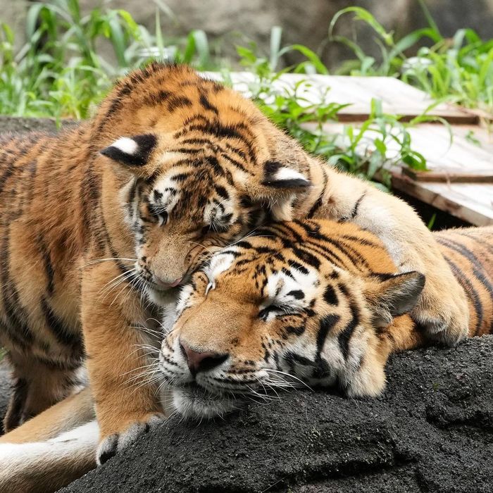 This is how you wake up your mom - Tiger, Amur tiger, Tiger cubs, Big cats, Predatory animals, Milota, Interesting, Wild animals, Longpost